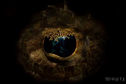 Golden eye by Shih Shun Lei 